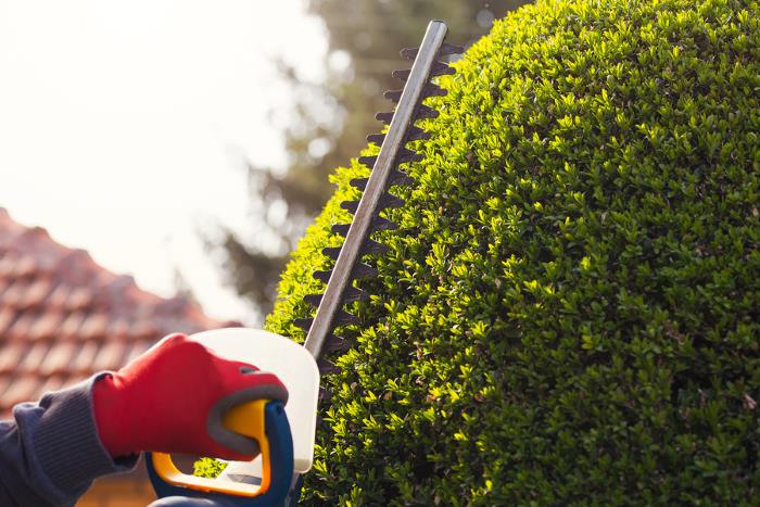 Pruning in by Jason's Quality Landscaping