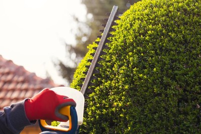 Pruning in Fuquay Varina, North Carolina